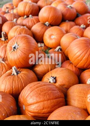 Halloween Kürbisse in Markt in einem großen Stapel Stockfoto