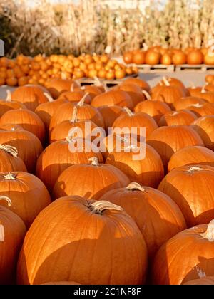 Haufen von Kürbissen Stockfoto