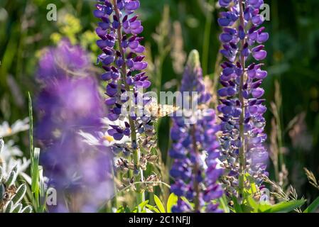 Lupinen Stockfoto