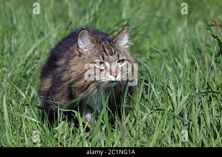 Eine hübsche Norwegische Waldkatze, die auf dem Feld jagt Stockfoto