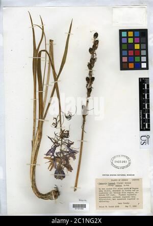 Camassia quamash subsp maxima Gould Camassia quamash subsp maxima Gould. Stockfoto