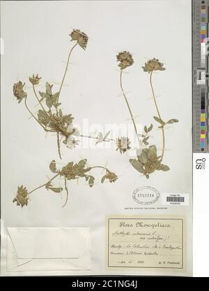 Anthyllis vulneraria var rubriflora Ser Anthyllis vulneraria var rubriflora Ser. Stockfoto