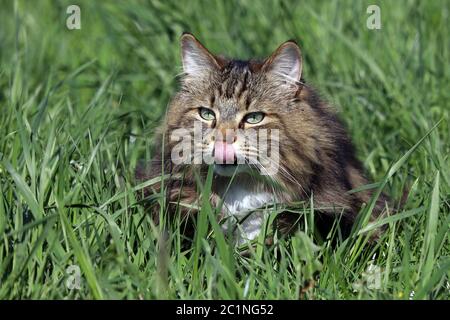 Eine hübsche Norwegische Waldkatze im Gras leckt sich die Nase. Lustige Katze Foto Stockfoto