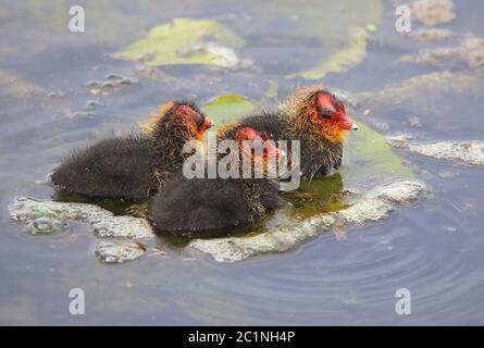 Drei junge Küken eines Hühners Fulica atra aus Federsee Stockfoto