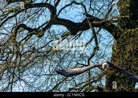 Fliegender Bartgeier (Gypaetus barbatus), auch bekannt als Lammergeier (oder Lammergeyer) oder Ossifrage Stockfoto