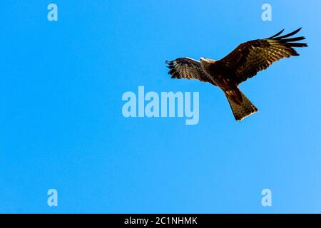 Fliegender roter Drachen (Milvus milvus) Stockfoto