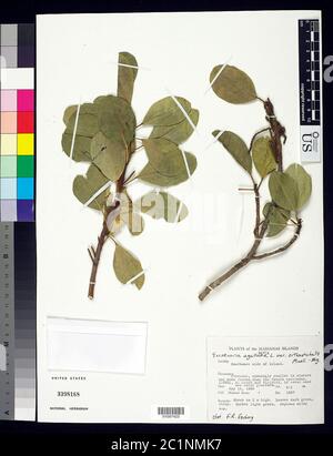Excoecaria agallocha var orthistichalis MLL Arg Excoecaria agallocha var orthistichalis MLL Arg. Stockfoto