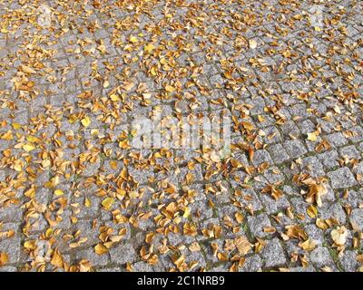 Herbstblätter auf Pflastersteinen Stockfoto