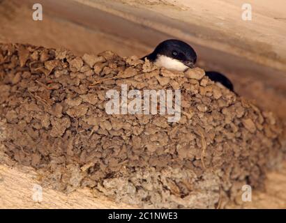 Mehl verschlingt Delichon urbicum im Tonnest Stockfoto