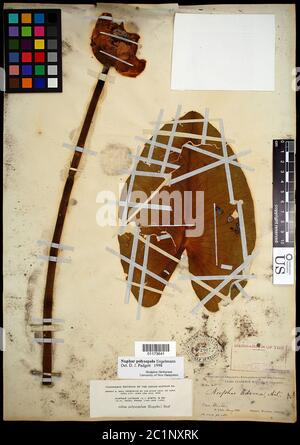 Nuphar polysepala Englem Nuphar polysepala Englem. Stockfoto