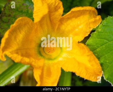 Gelbe Blume von Zucchini oder Squash Pflanze, Cucurbita pepo, 'Black Jack'. Diese Makroaufnahme zeigt das Detail der Staubgefäße in der männlichen Blüte, Nahaufnahme Stockfoto