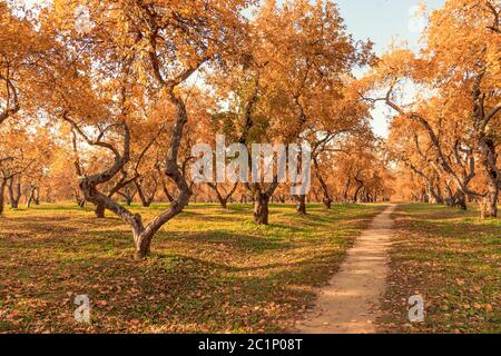 Weg durch den herbstlichen Wald Stockfoto