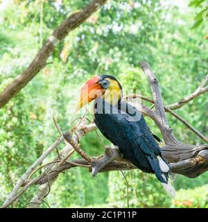 Sunda faltet Hornbill in Thailand Stockfoto
