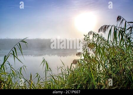 Unglaublich mystischen Morgen Landschaft mit der aufgehenden Sonne, Baum, Reed und Nebel über dem Wasser. Stockfoto