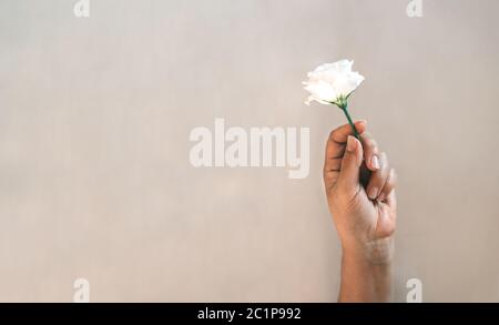 Weibliche Hand mit einer weißen Eustoma Blume Stockfoto