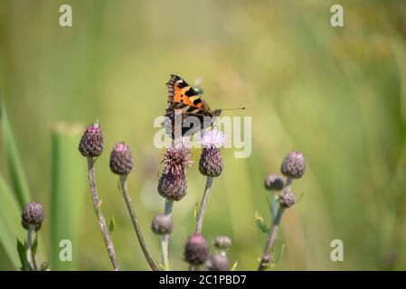 Kleiner Fuchs Stockfoto