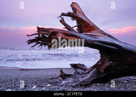 WA16842-00...WASHINGTON - Driftlog am Riatlo Beach bei Sonnenaufgang im Olympic National Park. Stockfoto