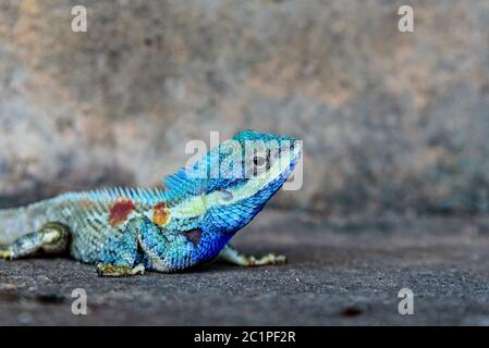 Blaues Chamäleon Stockfoto