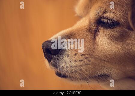 Nahaufnahme von Hund Nase, Hund Nase und Gesicht mit braunem Hintergrund, Tier Haustiere Stockfoto