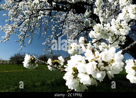 Zweig mit schneeweißen Kirschblüten und blauem Himmel als Hintergrund 1 Stockfoto