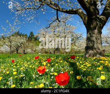 Kirschbaumwiese mit Tulpen und Dandelionen sowie Kirschblüten vor blauem Himmel Stockfoto