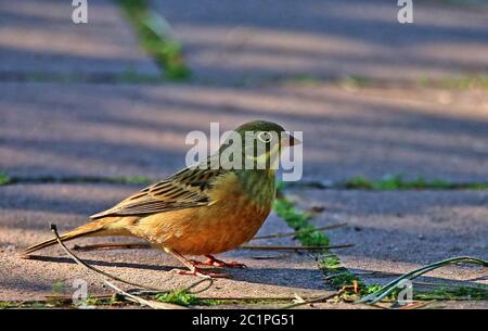 Der männliche Ortolan Emberiza hortulana sucht Nahrung auf dem Boden Stockfoto