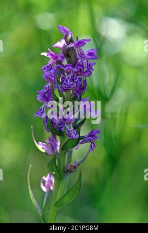 Dactylorhiza majalis aus Federsee Stockfoto