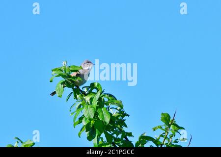 Männchen gewöhnlicher Weißkehlchen im Frühjahr Stockfoto