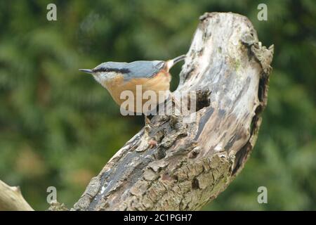 Eurasischer Nuthatch auf der Suche nach Nahrung Stockfoto