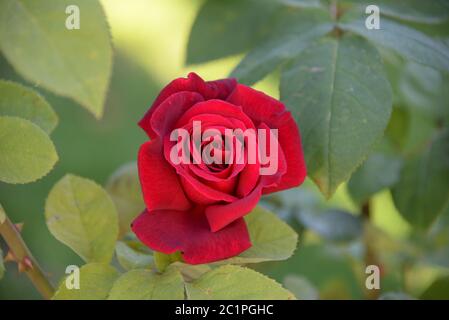 Rote Rosen im Garten der Provinz Alicante, Costa Blanca, Spanien Stockfoto