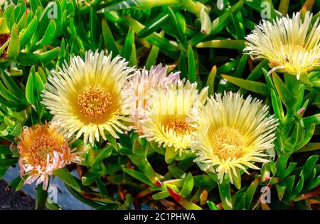 Hottentot-Feige (Carpobrotus edulis) große gelbe Gänseblümchen-ähnliche Blume, die in Südafrika beheimatet ist. Es ist auch als Eispflanze, Autobahneispflanze, saure Feige oder schweineblitz bekannt. Stockfoto