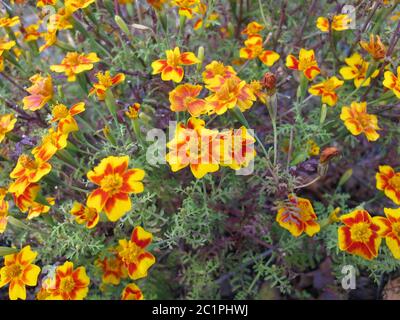 Seget Ringelblume, Tagetes tenuifolia, mit Blütenköpfen in gelben und orangen Farben Stockfoto