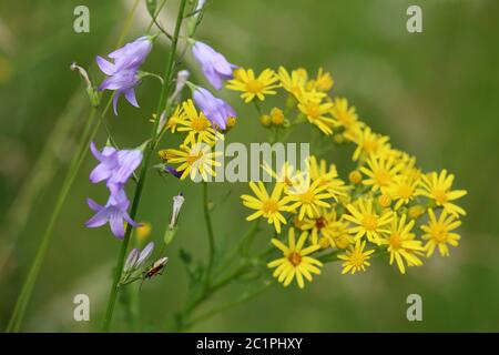 Jakobs-Keuzkraut Senecio jacobaea mit Glockenblume im Lilatal bei Ihringen Stockfoto