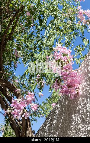 Blühende Zweige des Podranea Ricasoliana Baumes, oder besser bekannt als Zimbabwe Creeper, Pink Trumpet Vine, Port St. Johns Creeper, Queen of Sheba. Stockfoto