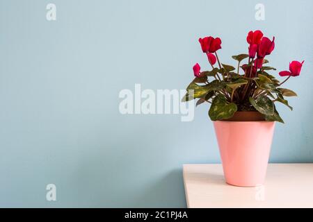 Rote Blumen in rosa Blumentopf mit blauen Wand. bunte Home Interior abstrakt hintergrund Textur Platz für Text Stockfoto