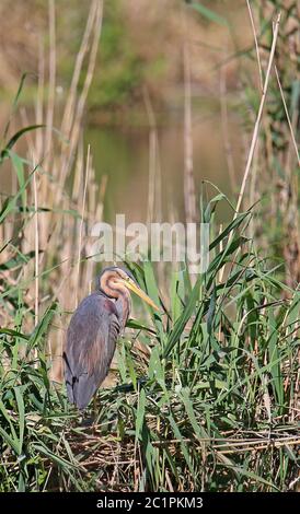 Purpurreiher Ardea purea im Naturschutzgebiet Wagbachniederung Stockfoto