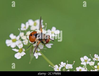 Caterpillar Fly Gymnosoma rotundatum Stockfoto