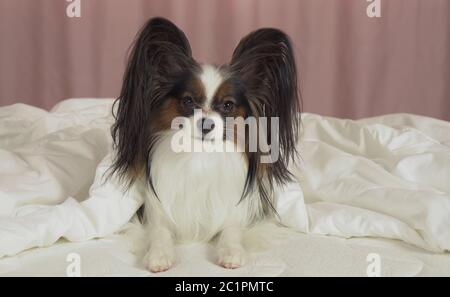 Schöner Hund Papillon liegt unter Decke auf dem Bett und schaut sich um Stockfoto