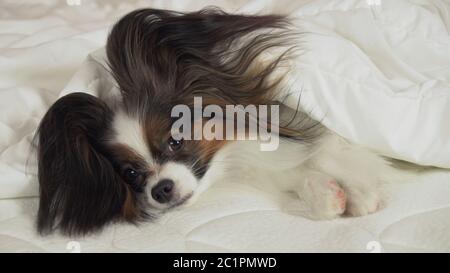 Schöner Hund Papillon liegt unter Decke auf dem Bett und schaut sich um Stockfoto