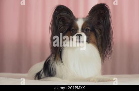 Schöner Hund Papillon liegt auf dem Bett und schaut sich um Stockfoto