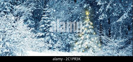 Verschneite Tannen im Winterwald. Weihnachtsbaum. Stockfoto