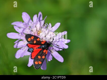 Gewöhnliches Bluttropfen oder sechsfleckiger roter Widder Zygaena filipendulae aus dem Haselschacher Buck im Kaiserstuhl Stockfoto