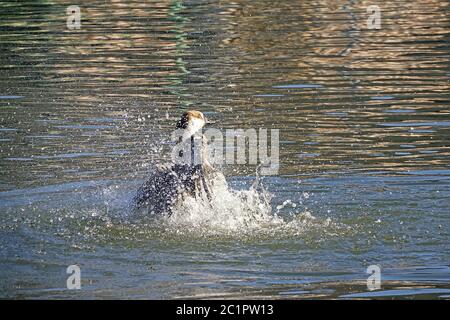 Badende Schwan gans Anser cygnoides Stockfoto