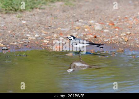 Weiße Bachstelze auf der Suche nach Nahrung in einer Pfütze. Stockfoto