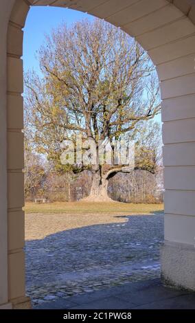 Gemeine Esche (Fraxinus excelsior) mit Torbogen vom Schloss Solitude Stockfoto