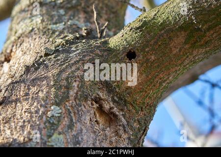 Ein Baum, der von dem asiatischen Langhornkäfer in Magdeburg befallen ist. Stockfoto