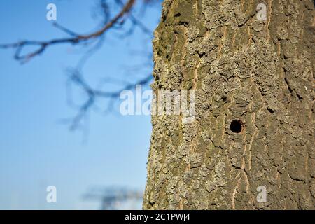 Ein Baum, der von dem asiatischen Langhornkäfer in Magdeburg befallen ist. Stockfoto