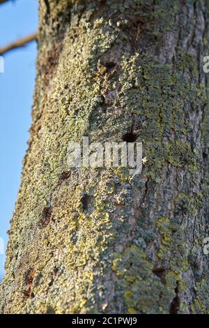 Ein Baum, der von dem asiatischen Langhornkäfer in Magdeburg befallen ist. Stockfoto