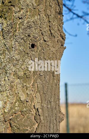 Ein Baum, der von dem asiatischen Langhornkäfer in Magdeburg befallen ist. Stockfoto