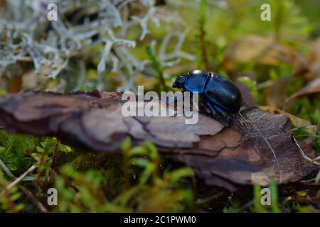 Erdlangweilige Mistkäfer im Wald. Stockfoto